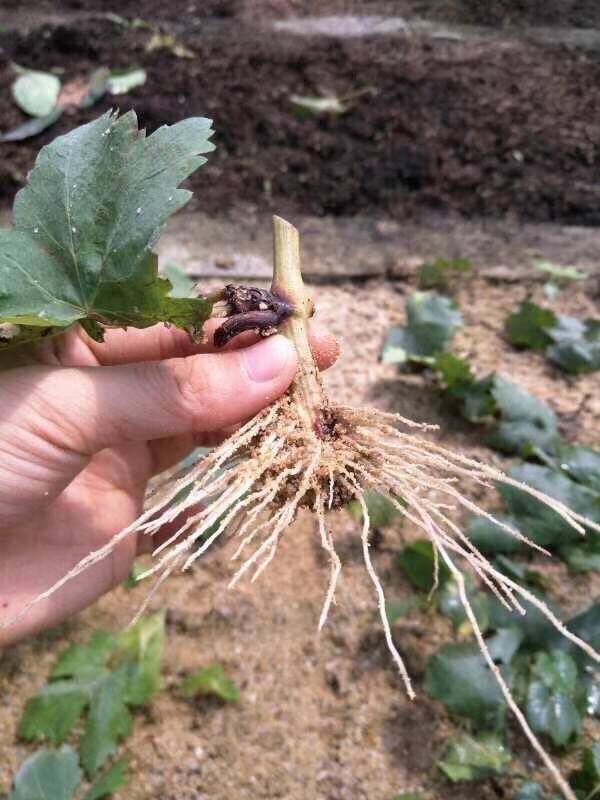 盆栽葡萄如何扦插,盆栽葡萄剪枝最好的方法