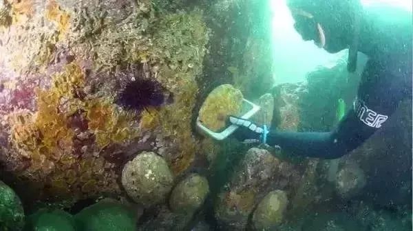 世界顶级鲍鱼菜图片,世界鲍鱼体型十大排行榜