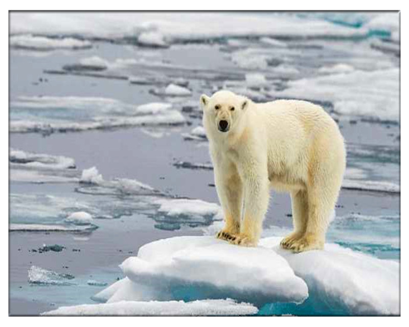 导致全球变暖的罪魁祸首,全球变暖的主要罪魁祸首是什么