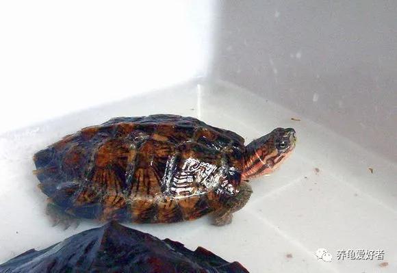 怎么判断龟是真死还是假死,如何判断龟真死还是假死
