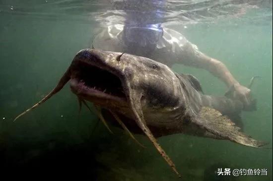 恒河的“烦恼”，鲶鱼已多到泛滥成灾，钓友：高价请我都不去钓！