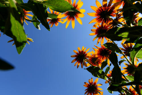每天认识一种园林观花植物,黑心菊园林植物