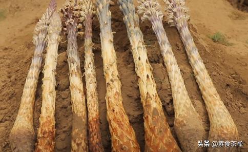 沙漠人参肉苁蓉哪里的最好,肉苁蓉生长环境与沙漠优势