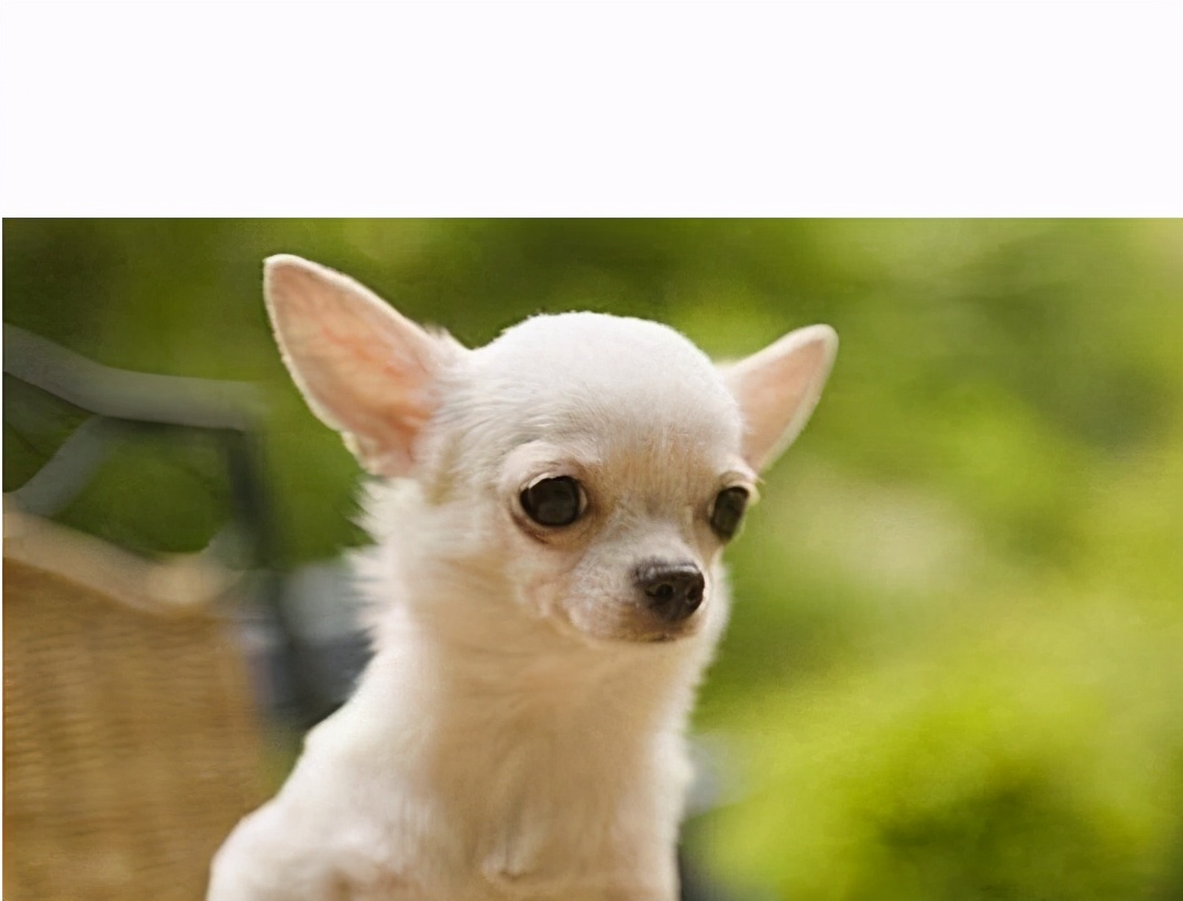 弃养率最高的五种狗,这几种狗弃养率最高太让人心疼了