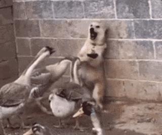 当“村霸鹅”前往英国,会不会有另一副景象?鹅:现在请叫我国霸