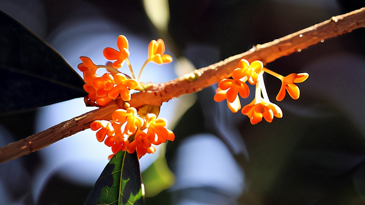好听冷门的鼠男孩名字,比较有诗意的名字男孩鼠宝宝