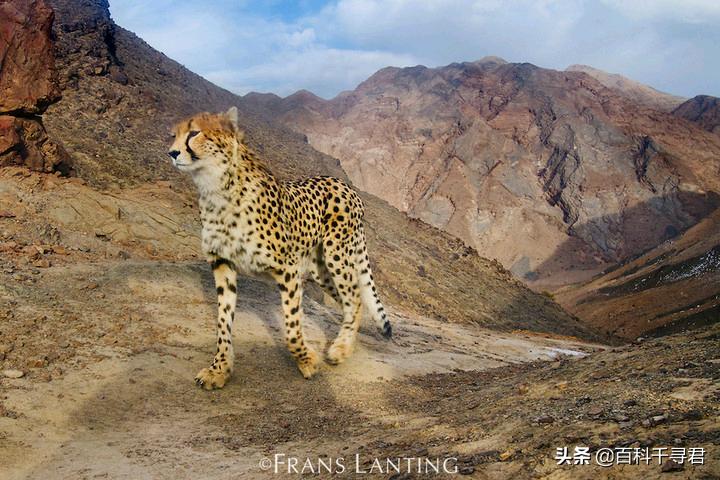 美洲豹是最强大的猫科,最凶猛的猫科动物美洲豹