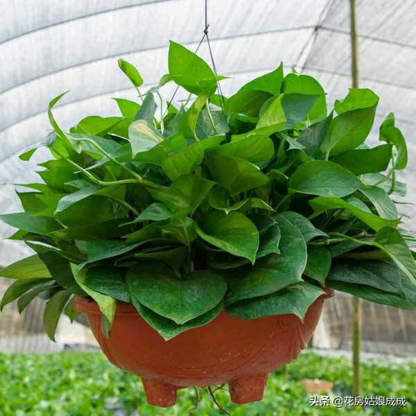绿萝黄叶加入营养液能变绿吗,家里的绿萝黄叶子怎么治