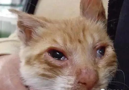 解答宠物问题,关于宠物的问题和答案大全