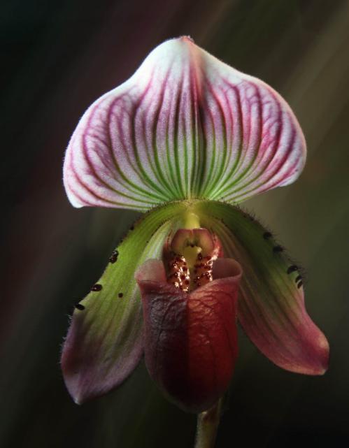 君子兰吊兰蝴蝶兰的图片,吊兰属不属于兰花的一种