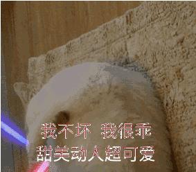 关于EGC身为铲屎官的你知多少?各种皮肤病都可能是EGC!