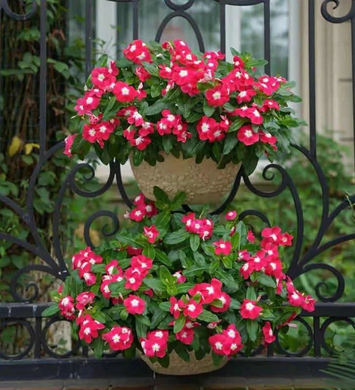 4种花适合秋天养漂亮又好养,庭院养花就养3种花开花多