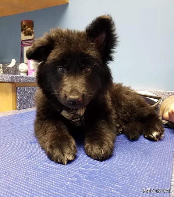 小时候的德牧有多萌,德牧小时候的神仙颜值