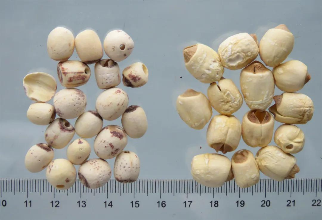 中药材莲子心,中药材莲子的用量