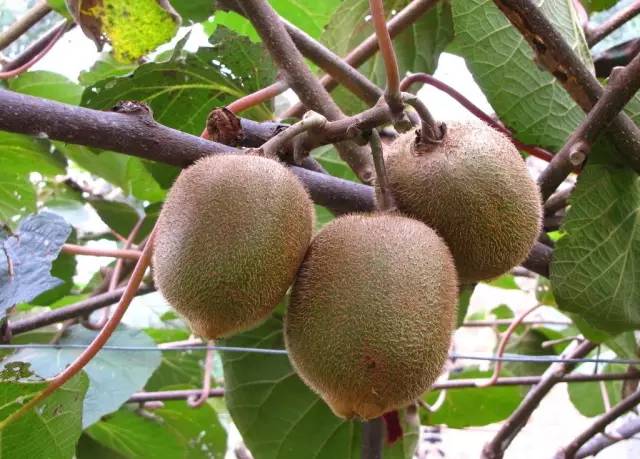 园林设计植物一览表图,神贴十大经典