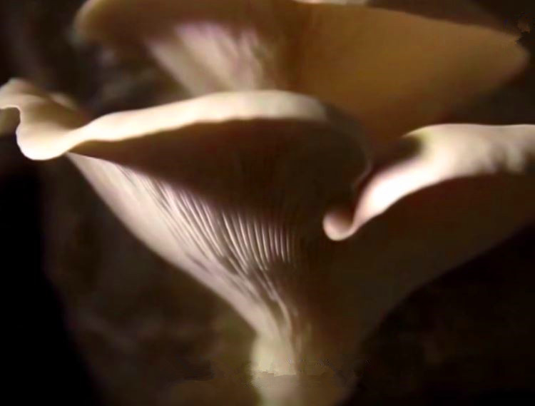 蘑菇是真菌还是植物,香气很浓的蘑菇叫什么菇