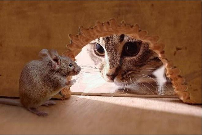 养什么猫旺家猫,养哪种猫有招财转运