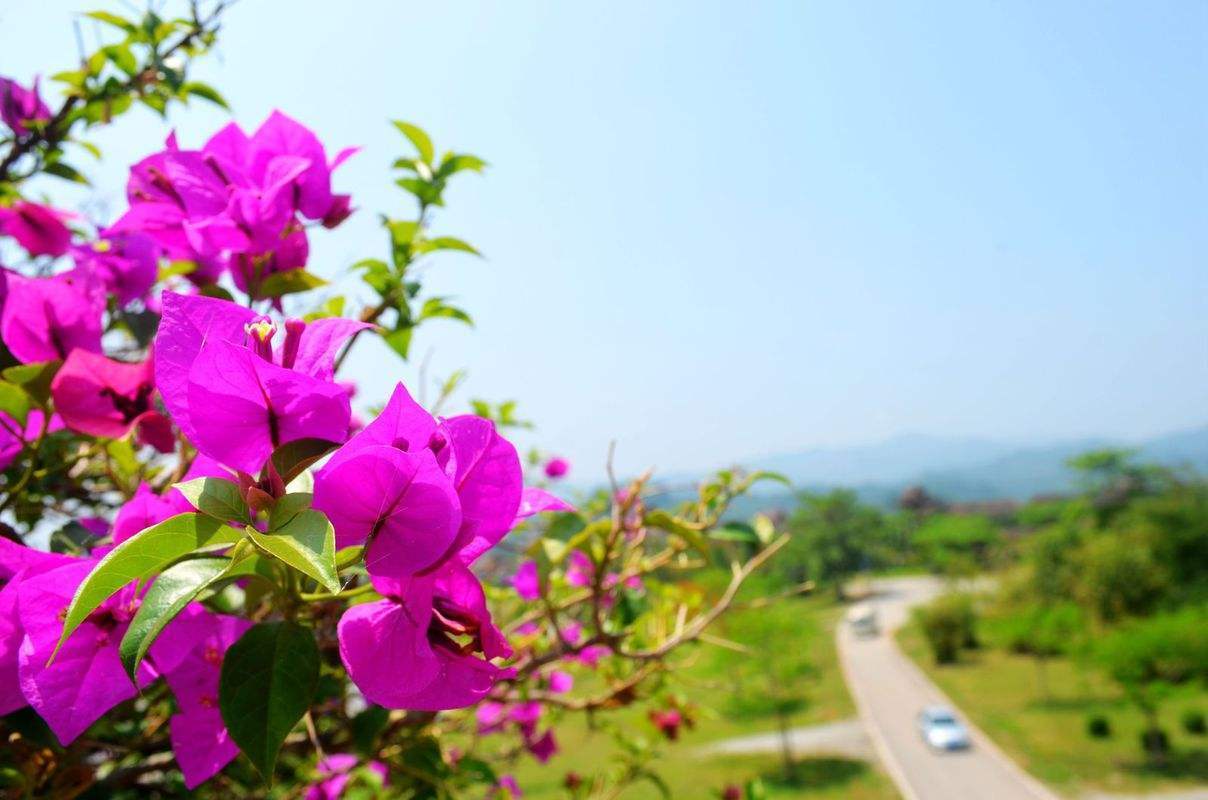 三角梅入冬后注意什么,三角梅花叶都冻伤了怎么办