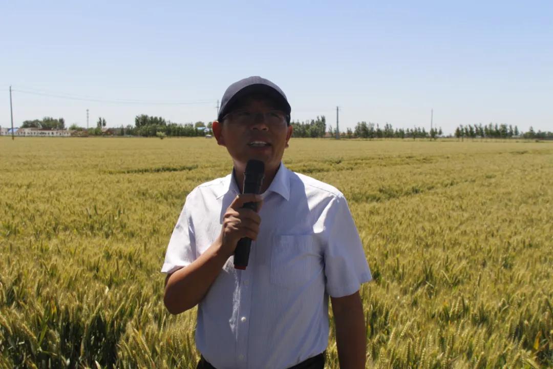 中仁含菌复合肥,中微量元素肥料让您放心省心