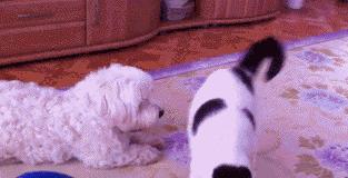 南方的小年北方的小年有啥不一样,全国各地都是哪天过小年