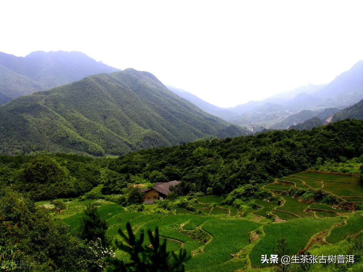基诺山黑珍珠普洱茶价格表,基诺山2014普洱茶价格表