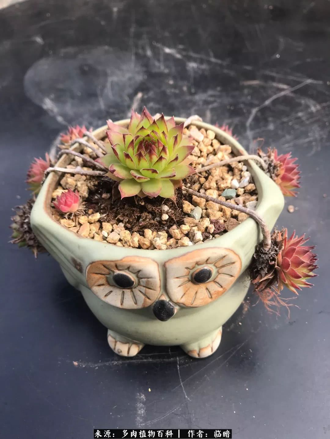 多肉带给我的感情,多肉给人们带什么作用