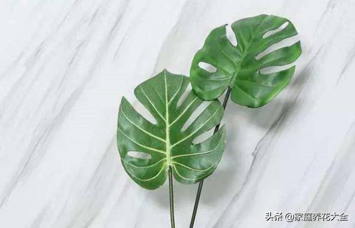 龟背竹小根系发黑腐烂怎么处理,龟背竹叶子尖发黑干枯需要剪掉吗