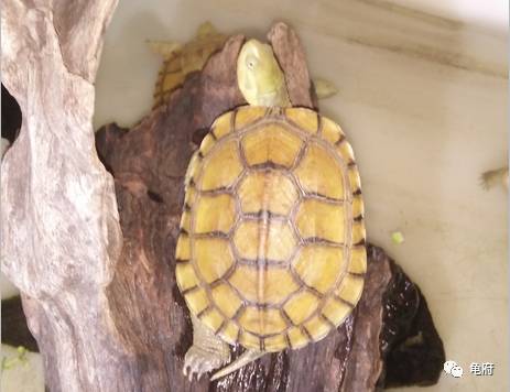 鉴赏花草模板,小青苗照片