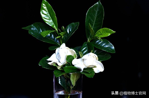 可水培土培的植物有哪些,水培植物土培转水培