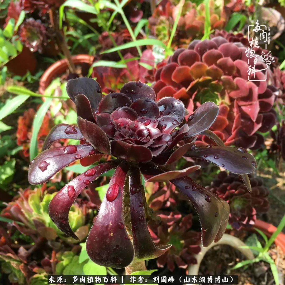 多肉安全度夏技巧,多肉如何度夏教学