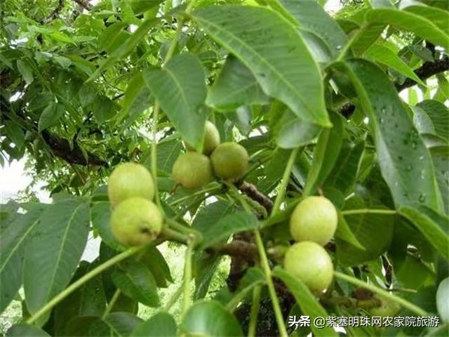 回民小穆,蓟县九山顶有几家回民清真农家院