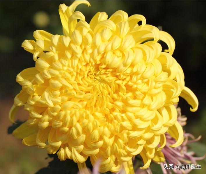 猫放屁把自己臭吐了,猫居然也会吐口水