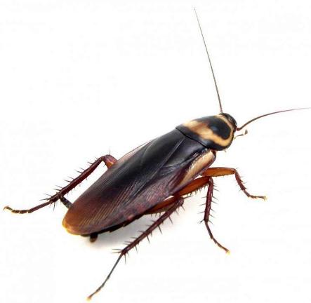 最好的蟑螂特效药,蟑螂杀手蟑螂药