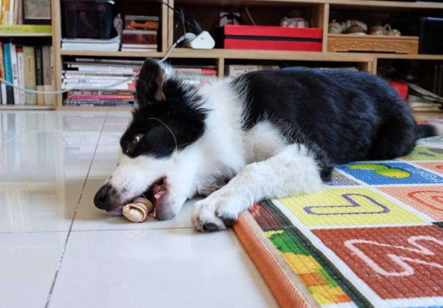 狗狗独自在家怎么解闷,狗狗自己在家怎么办