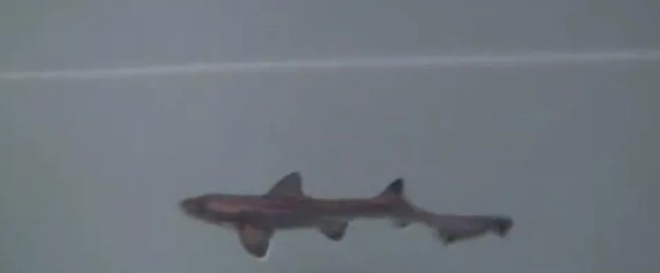 雌鲨鱼的繁殖方式,鲨鱼无性生殖