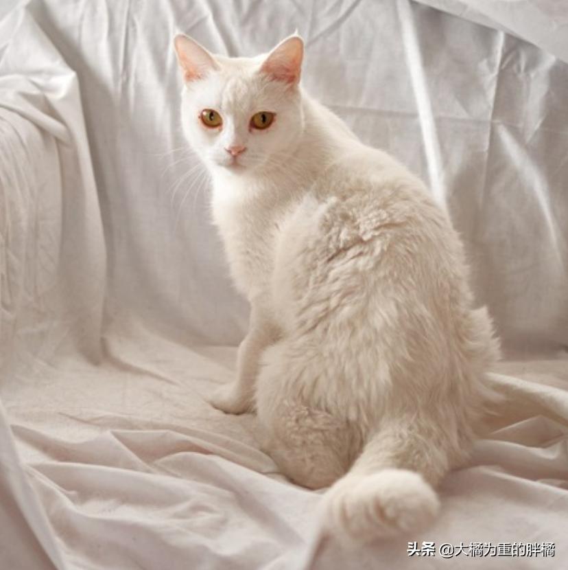 家里养猫咪怎么让它不乱抓,养猫怎么防止猫咪弄乱家里物品