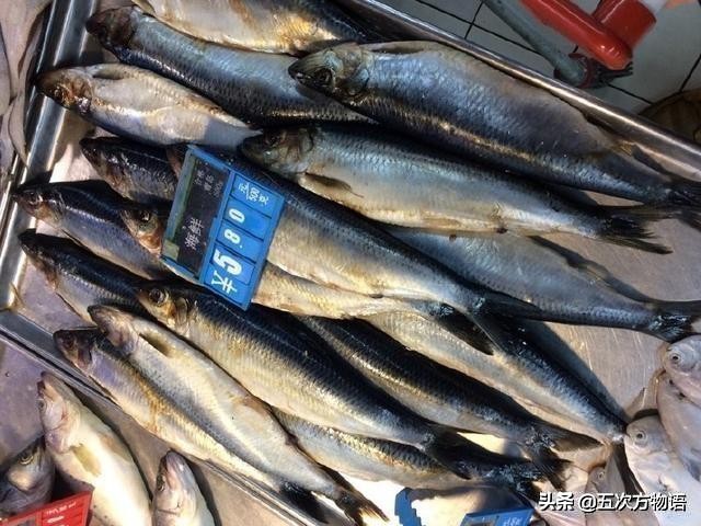 鲱鱼原汁原味,最好吃的鲱鱼