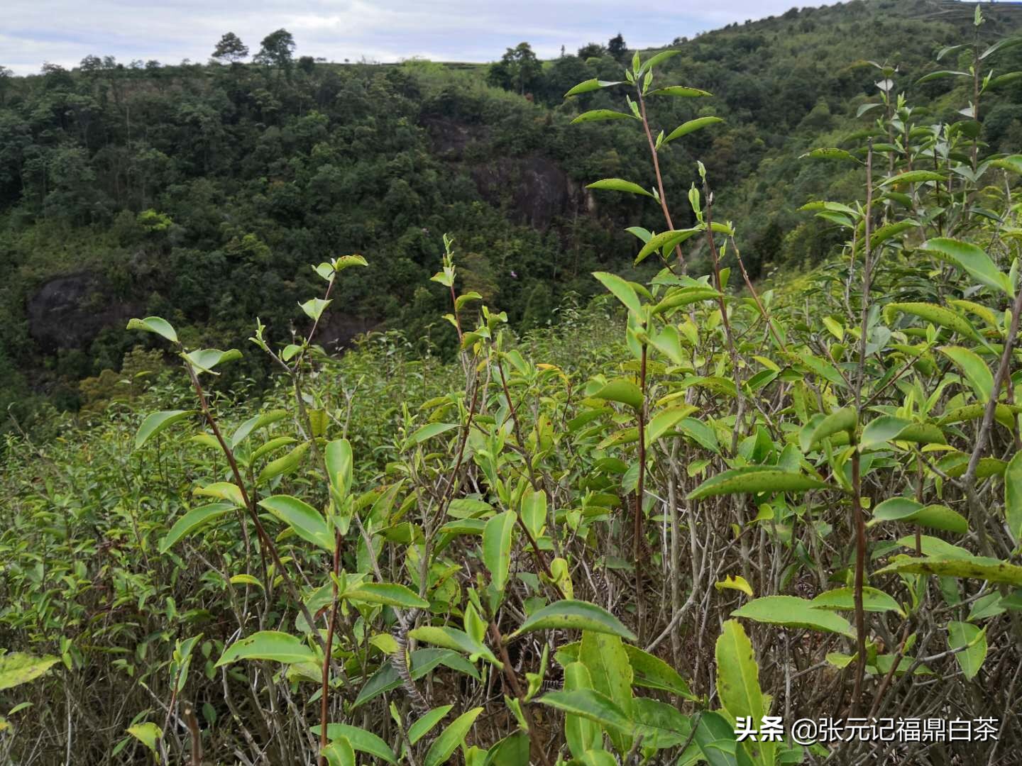 张元记福鼎白茶白牡丹,福鼎白茶张元记