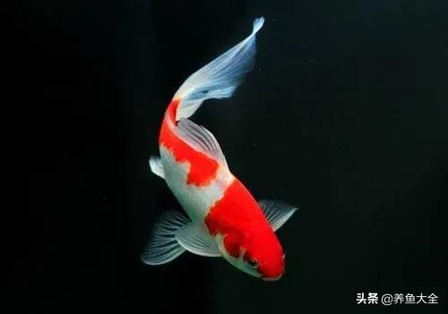 日本锦鲤的治疗方法,锦鲤病的防治方法视频讲解