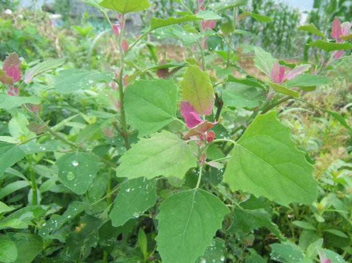 春天的野菜真好吃,时令野菜味道好极了