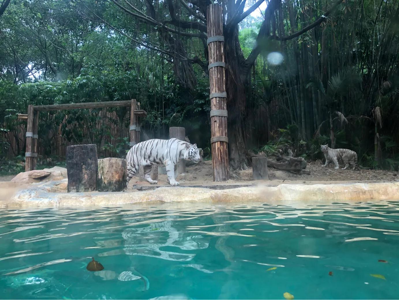 暑期广州长隆野生动物世界门票,长隆海洋王国和野生动物园门票