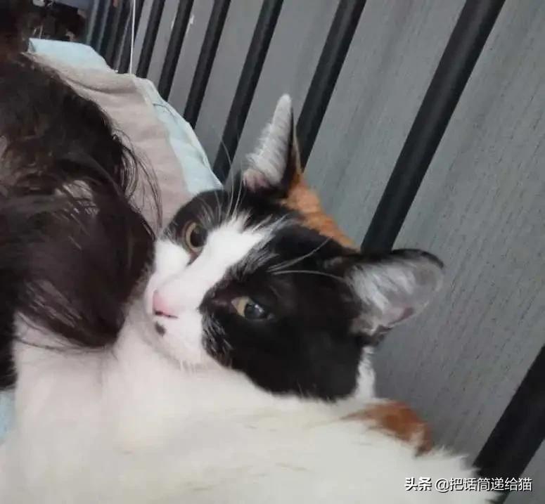 求助！我的猫以为自己是我妈怎么办？