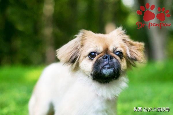 普安特:狗狗身体有臭味的原因一定要看