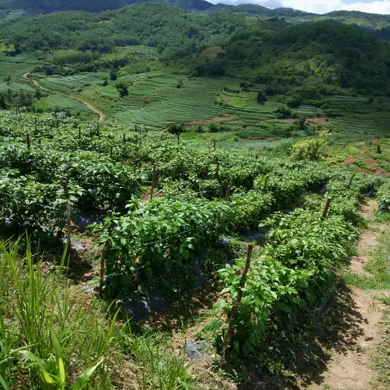 超级工业辣椒,工业辣椒完美收官