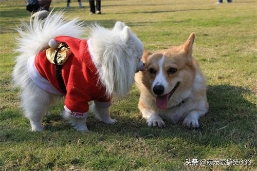 判断狗狗发情的三种最有效的方法，只要完全掌握一种，你就是大神