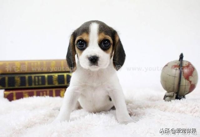 狗狗拉稀了怎么办黄红色,狗狗拉稀土办法