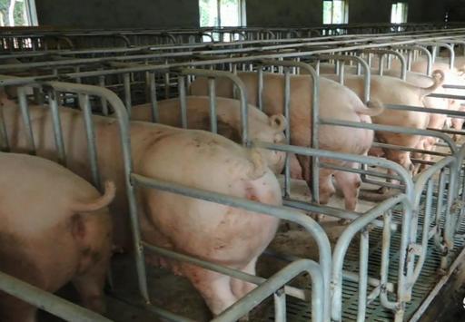 母猪胃溃疡怎么处理,母猪胃溃疡吃了草呕吐