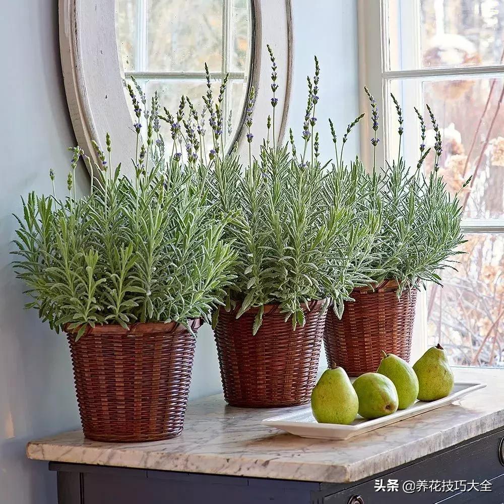 盆栽薰衣草种植方法,薰衣草小盆栽套件种植方法