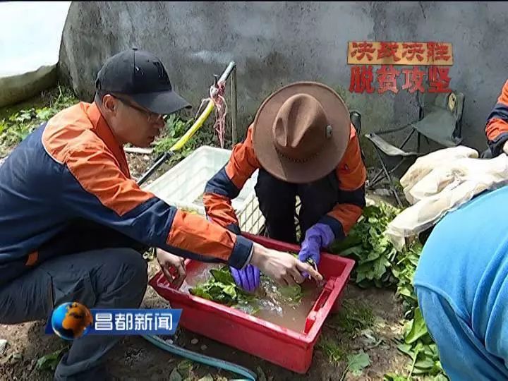 深耕生态产业助力脱贫攻坚,决战决胜脱贫攻坚产业扶贫新模式
