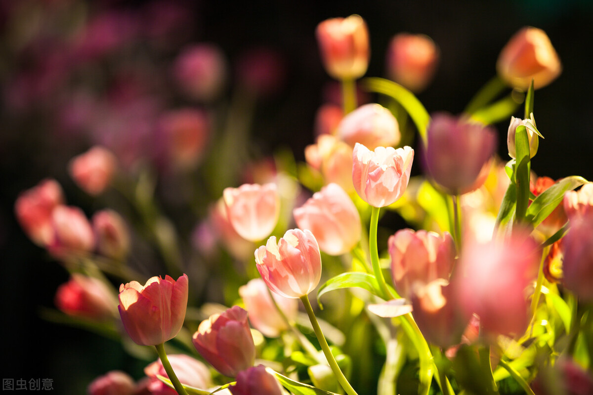 生日鲜花用哪几种花,代表友谊长存和生日快乐花语的花